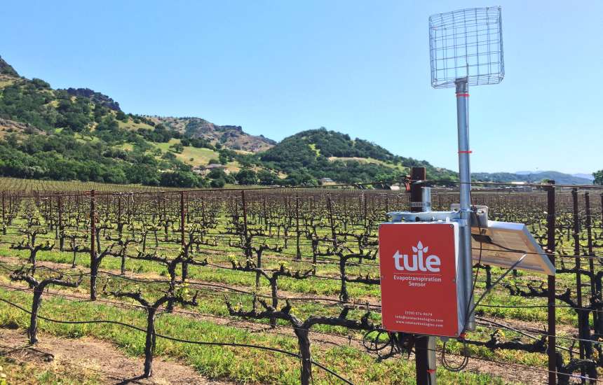 The Tule ET sensor in wine grapes.