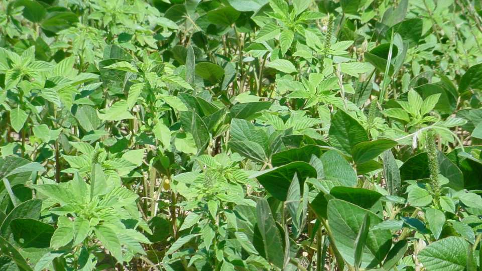 Palmer amaranth in soybean stubble