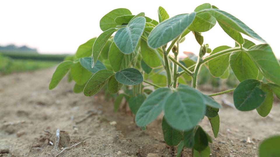 Soybean Plant closeup