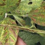 Brown stem rot in soybeans