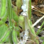 White mold in soybean