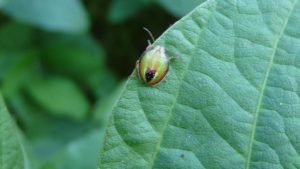Redbanded-stinkbug-on-soybean-Photo-credit-Thomas-County-Ag