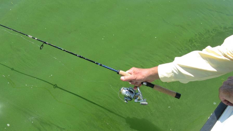 Algae bloom Lake Erie