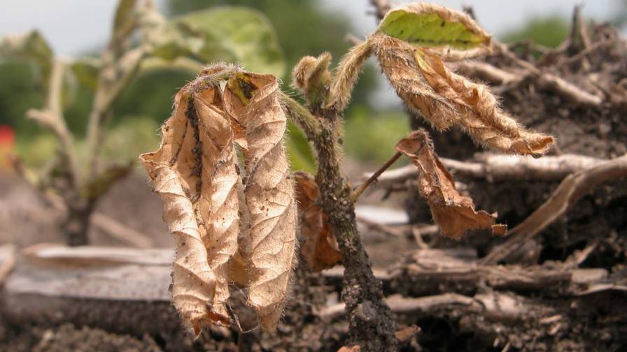 Diagnosing Soybean Seedling Diseases - CropLife