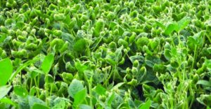 The Verdict on Dicamba, Year Two