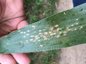 Fungicide Watch: Most Worrying Diseases for 2019