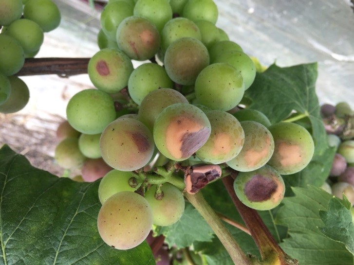 The Crucial Role of the Secondary Nutrients CropLife