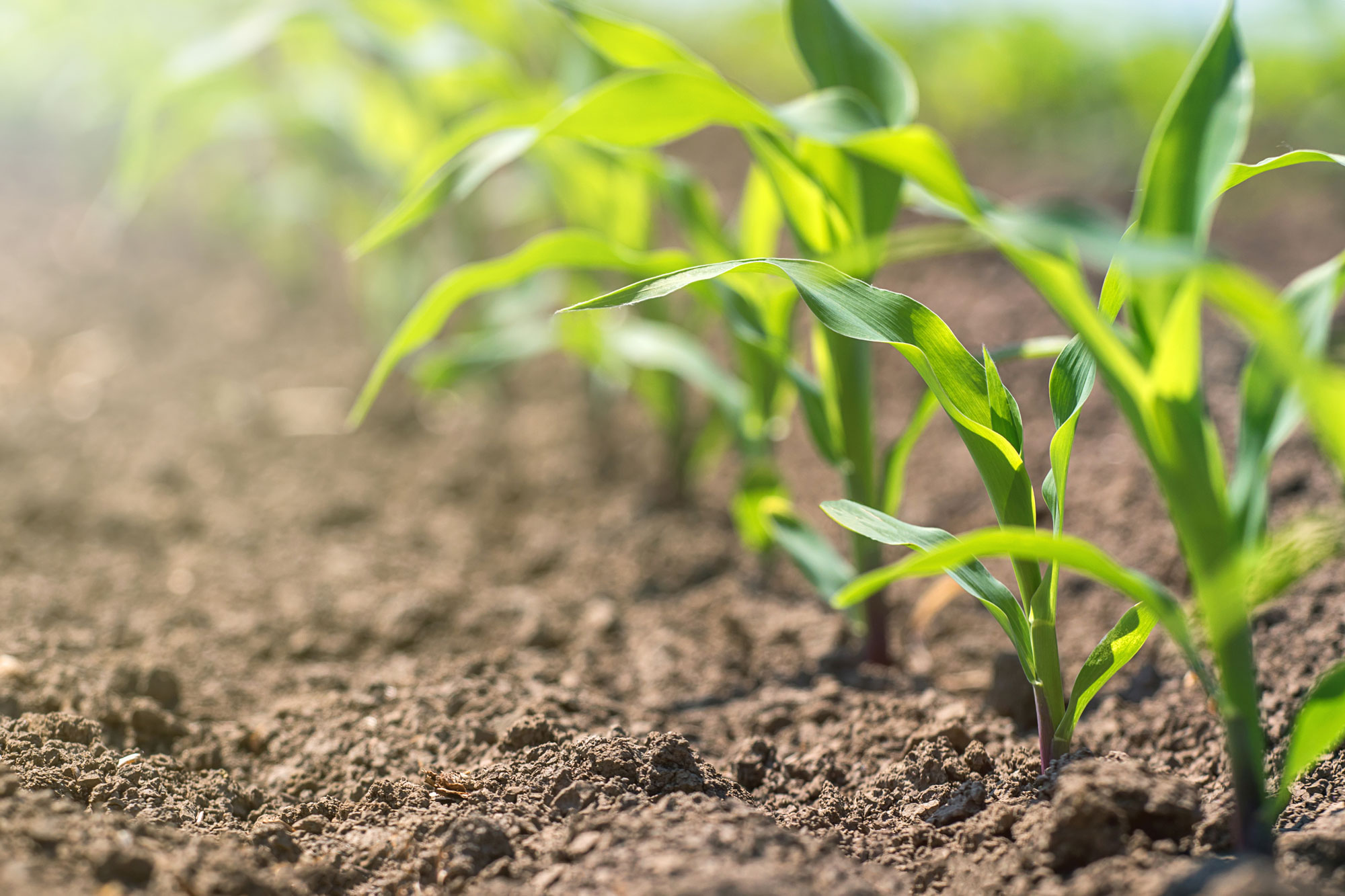 Here S How To Select The Right Starter Fertilizer For Corn Croplife