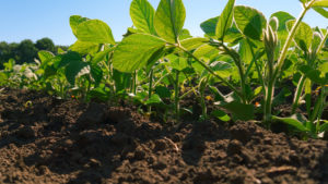 Dicamba Update: Strong in the Residual Game