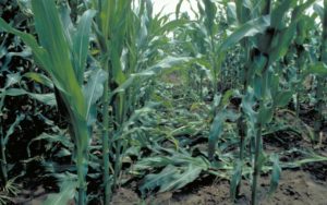 corn rootworm