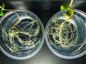 soybean nodulation