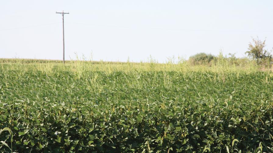 A Midwest field infested with waterhemp