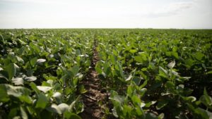 Syngenta Crop Protection Launches New Insecticide Active Ingredient