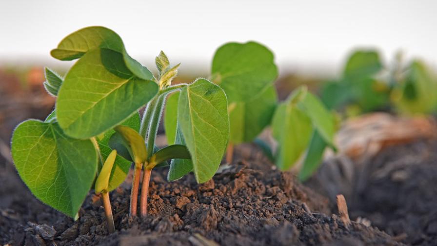 The Importance of Soil Sampling 5 Key Data Points to Fuel Better Fertility Decisions CropLife