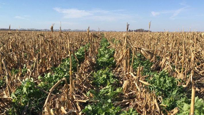 Cover Crops