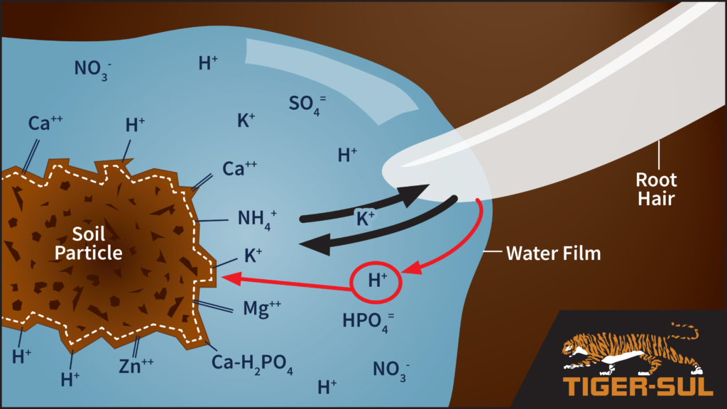 mais-kent-wind-nutrient-uptake-mechanism-in-plants-stadtzentrum-strom