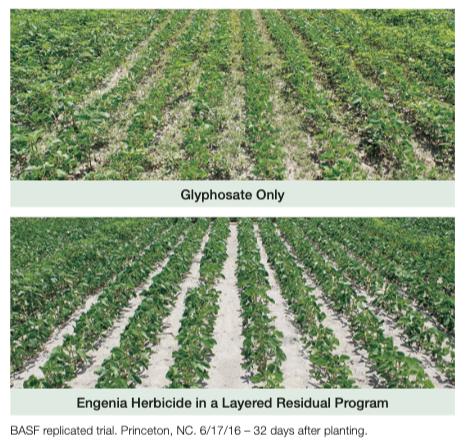 BASF Dicamba trial