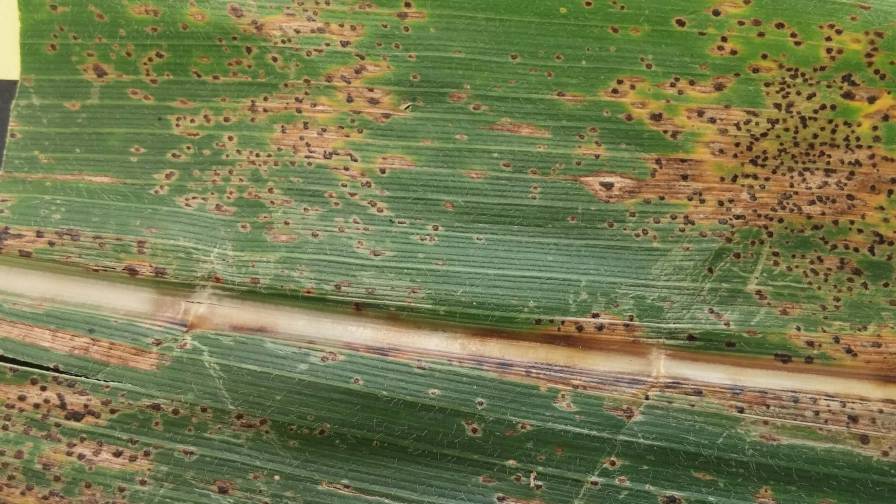Tar Spot of Corn Phyllachora maydis. Photo courtesy Kiersten Wise, InsectImages.org