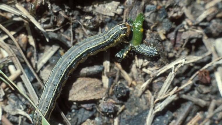 Fall Armyworm (Spodoptera frugiperda) Photo: Frank Peairs, Colorado State University, Bugwood.org