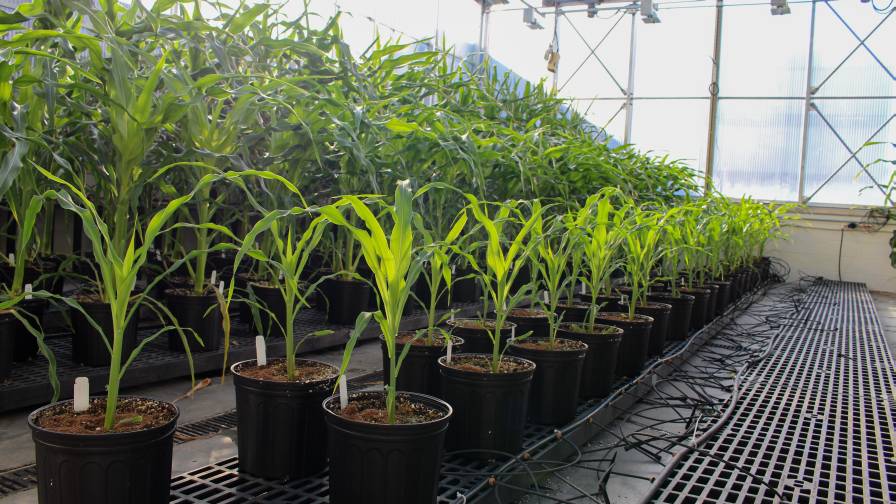 AgBiome greenhouse trial in corn; photo courtesy AgBiome