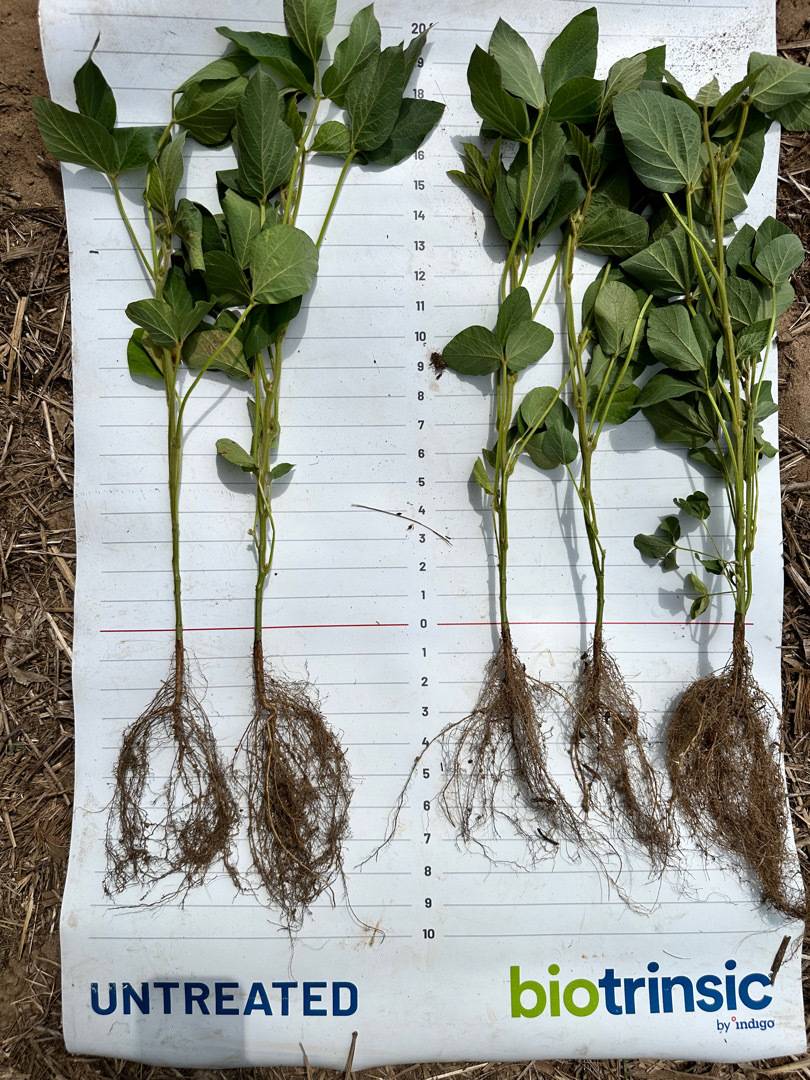 Indigo soybean plant comparison - Z15 (right) to untreated (left)