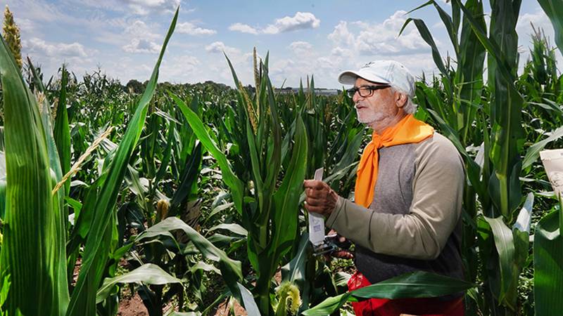 Guri Johal, professor of botany and plant pathology in Purdue University’s College of Agriculture, examines a short-stature corn inbred called D16. The Purdue Innovates Office of Technology Commercialization has issued a worldwide, exclusive license for D16 to Romney, Indiana-based Ag Alumni Seed. (Purdue Agricultural Communications photo/Tom Campbell)
