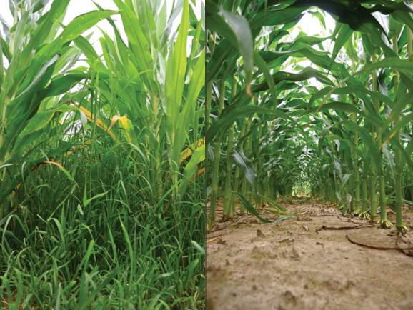 Kairėje: neapdorota danga; Dešinėje: Surtain Pre Treatment Nuotrauka: BASF